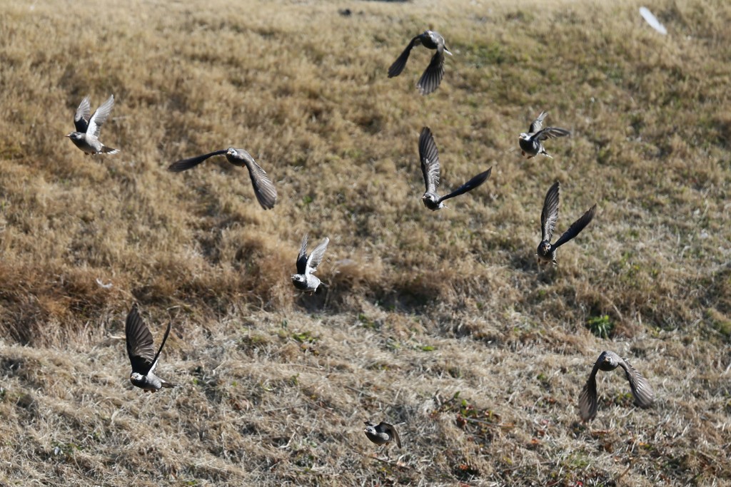 ムクドリ飛び出し