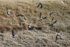 ムクドリ飛び出し