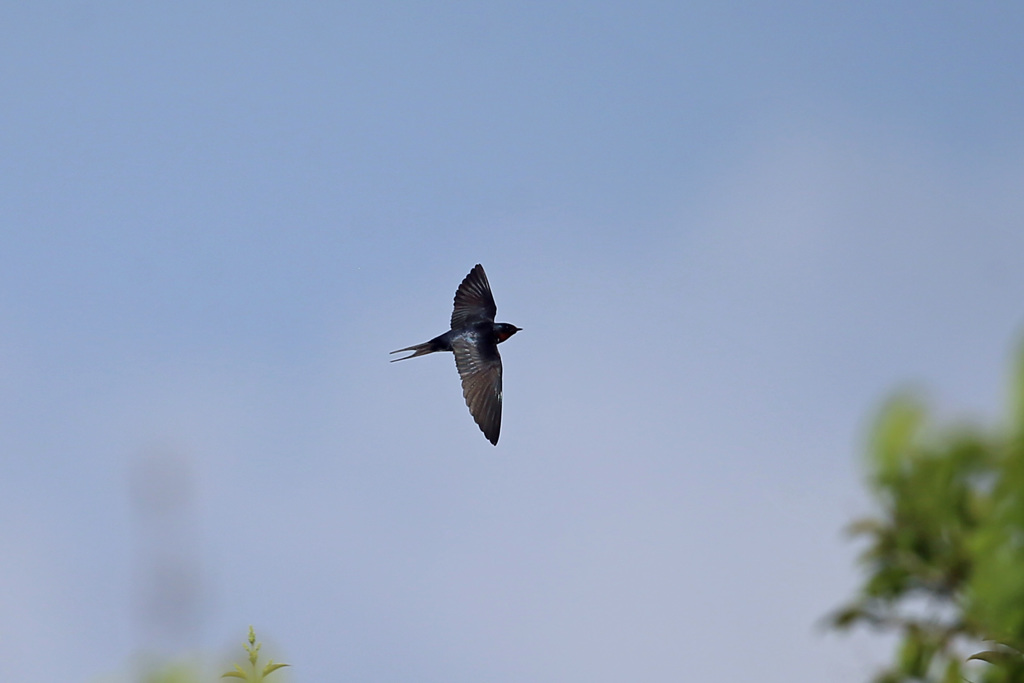 ツバメ飛行中-5