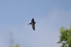 ツバメ飛行中-5