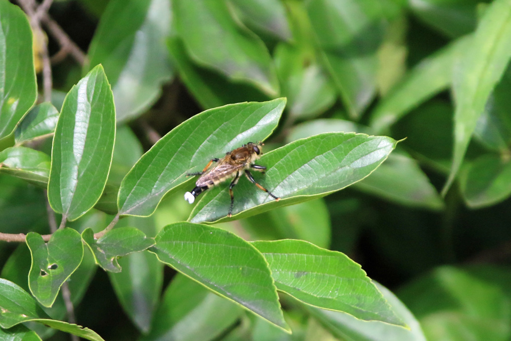 あなたはどちらさん？