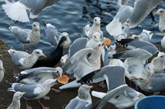 今日も激しい争奪戦