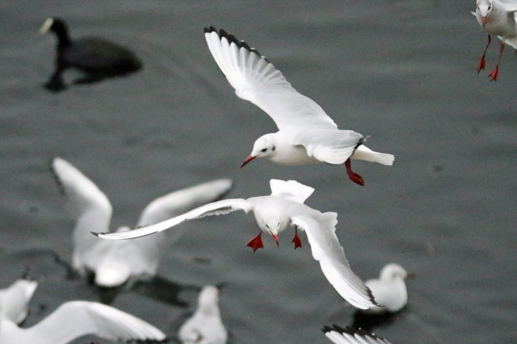 コマ送りのつもりです