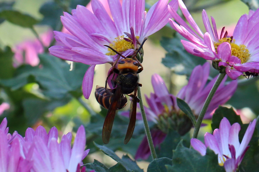 危険スズメ蜂発見-2