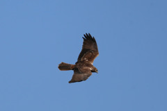 チュウヒの背中