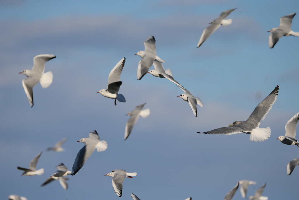 空一面にユリカモメ