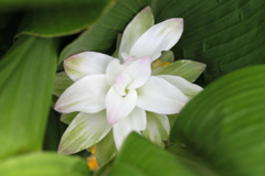 ウコンの花で～す