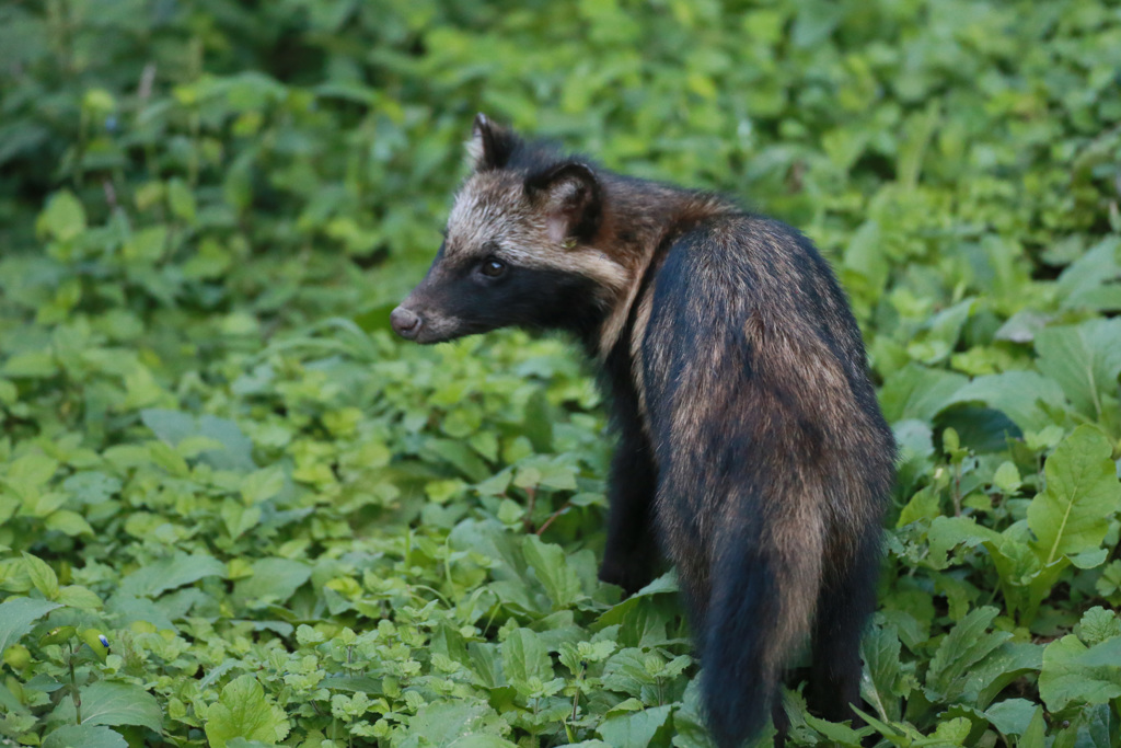 ポンタかポンコシリーズ-8