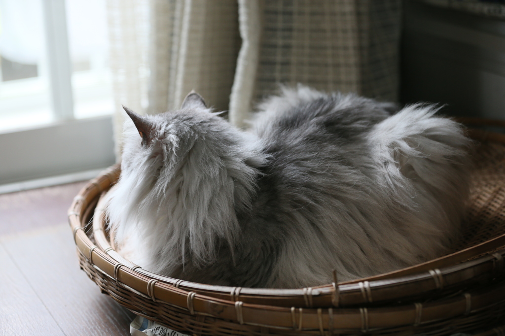 ざるの上に乗っておりますその2