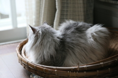 ざるの上に乗っておりますその2