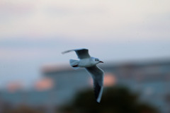 ユリカモメ流し撮りその1