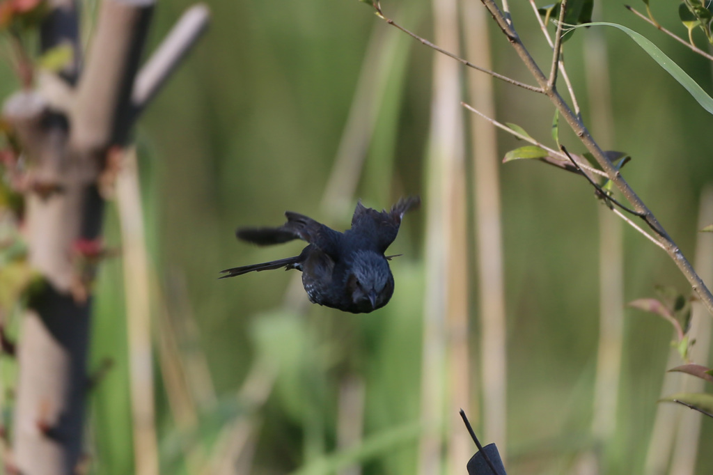 ヒヨドリ飛ぶ-1