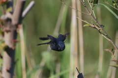 ヒヨドリ飛ぶ-1