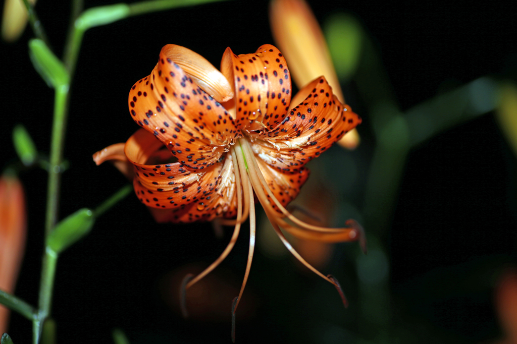 夜も綺麗だけん