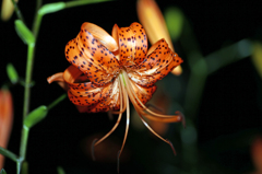 夜も綺麗だけん