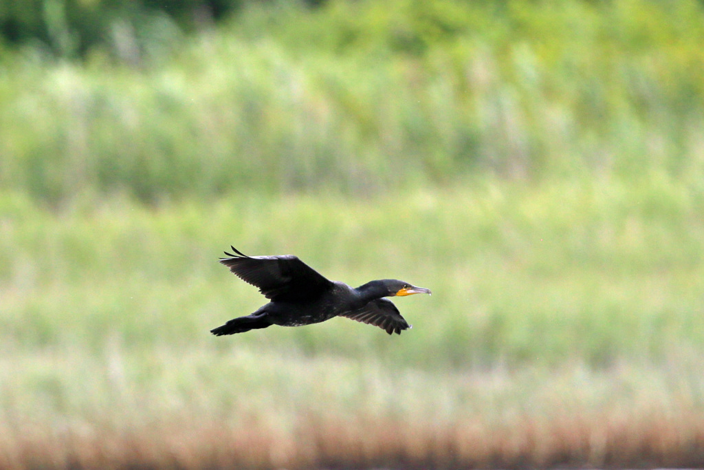 カワウ低空飛行