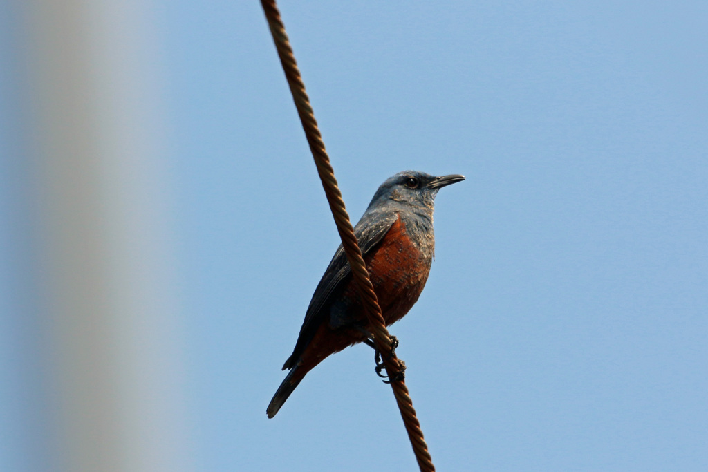 イソヒヨドリ♂発見-2