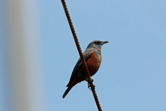 イソヒヨドリ♂発見-2