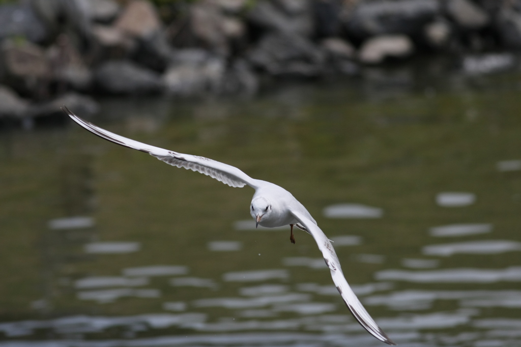 こっちにくるー-1