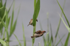 そっちにいくに