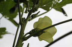 ミニオクラできてます