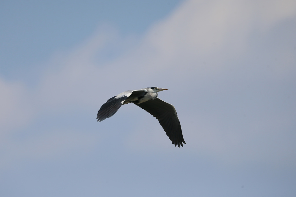 アオサギ飛行中