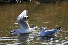 見守るユリカモメ