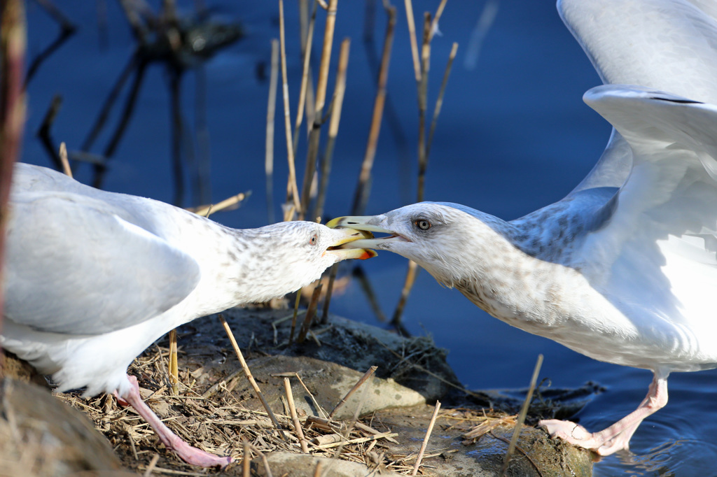 噛んだら離れません