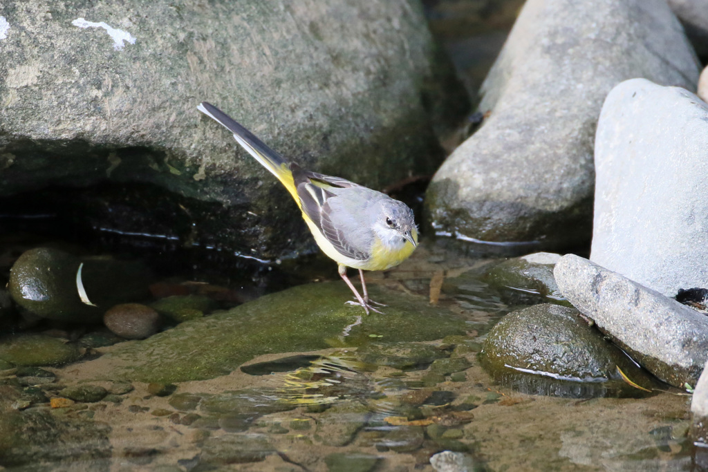 キセキレイ発見-2