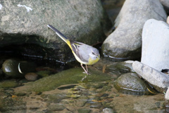 キセキレイ発見-2