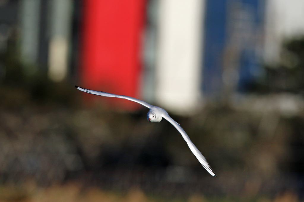 正面からユリカモメ