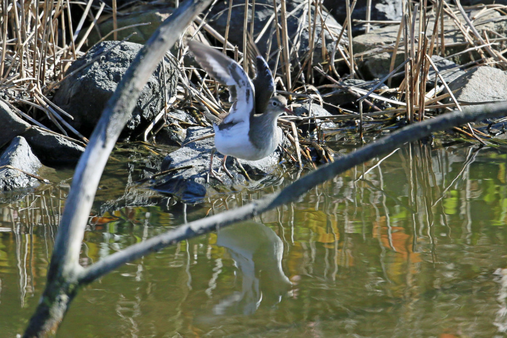 イソシギ飛び出し