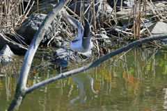 イソシギ飛び出し