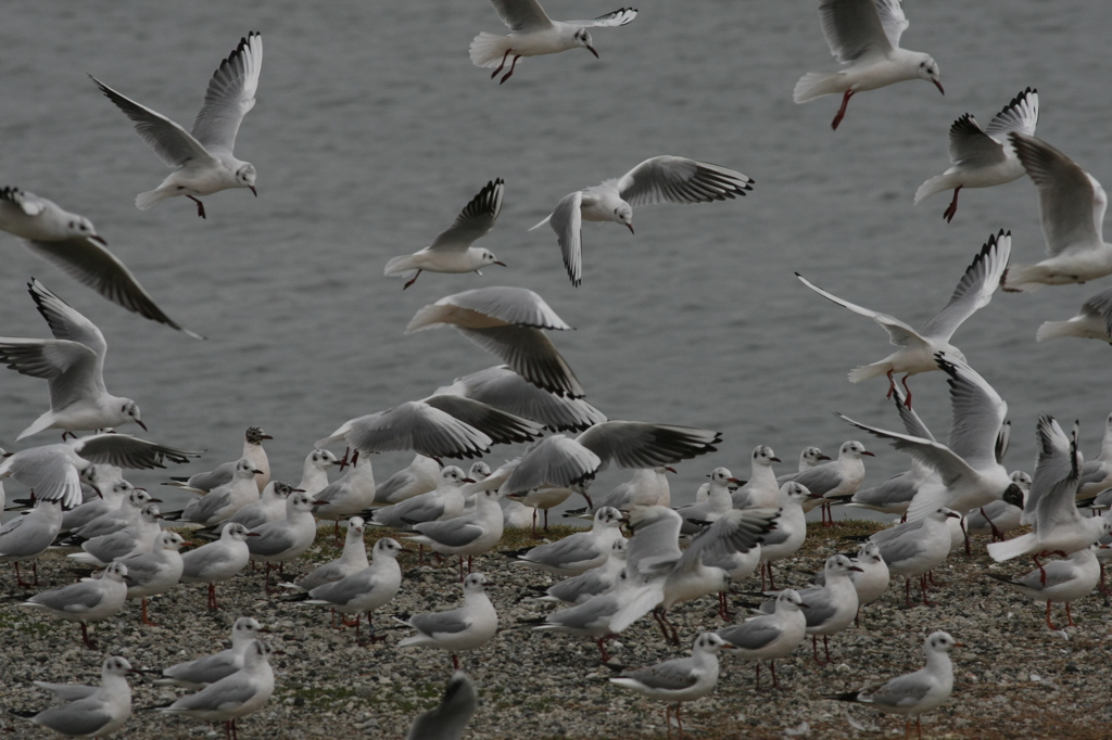 ユリカモメ整列