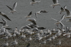 ユリカモメ整列