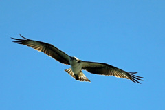 ミサゴがセーフ