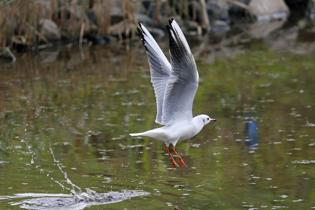 ユリカモメ飛び出し