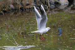 ユリカモメ飛び出し