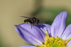 紫色のステージ