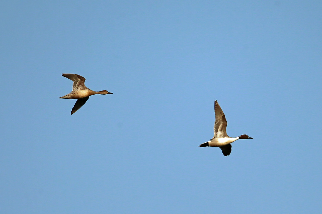 青空とオナガさん