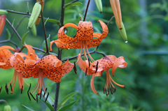 雨上がり綺麗だよ