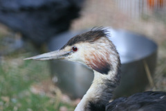 カンムリカイツブリさん