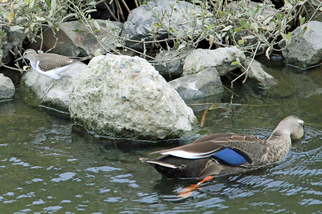 カモさん知らんふり