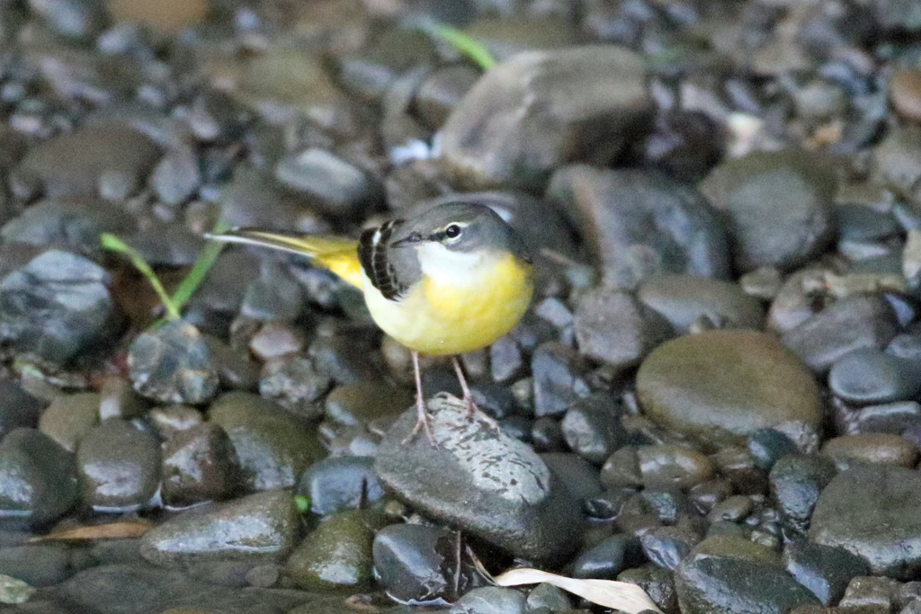 雨あがり
