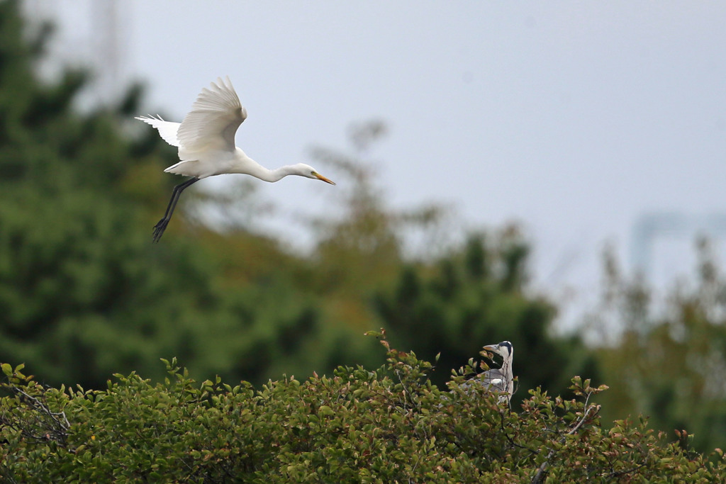 振り返るアオサギ