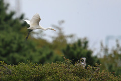 振り返るアオサギ