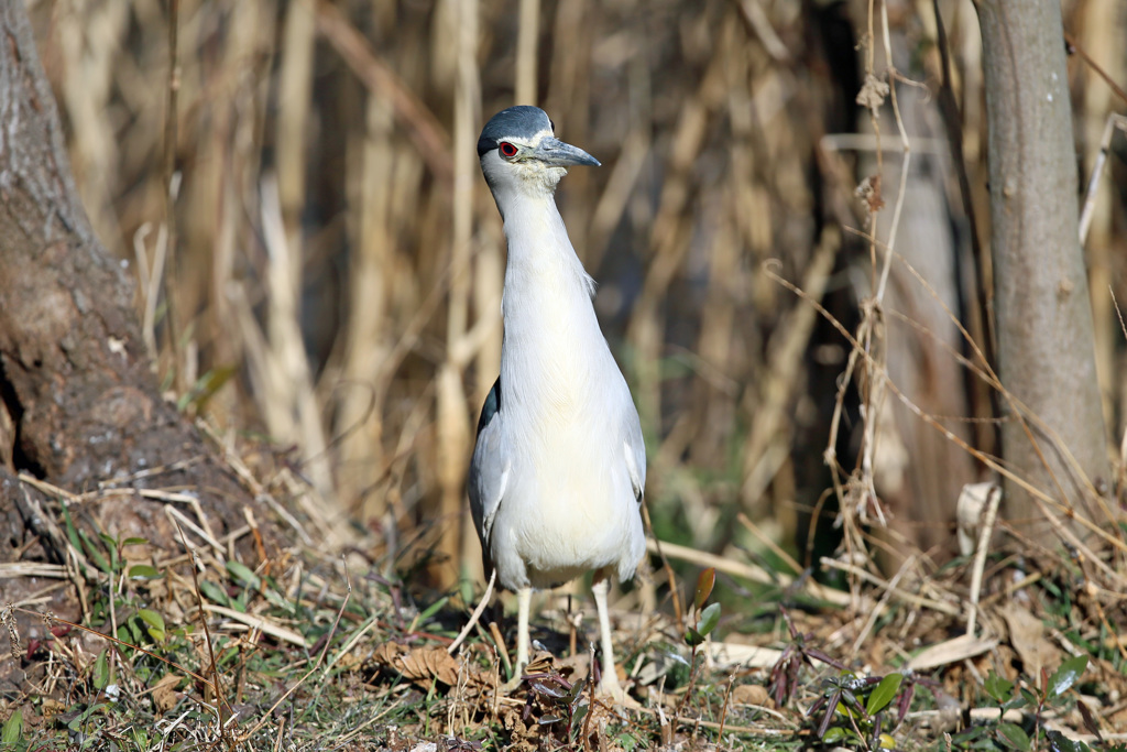こんなに首長かったけ