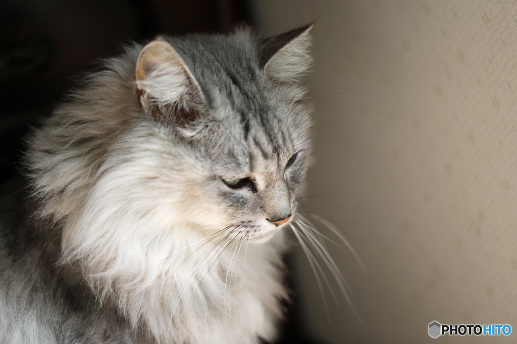 じにゃんの横顔-2