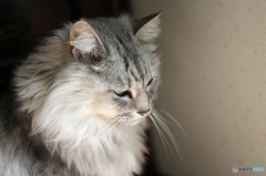 じにゃんの横顔-2