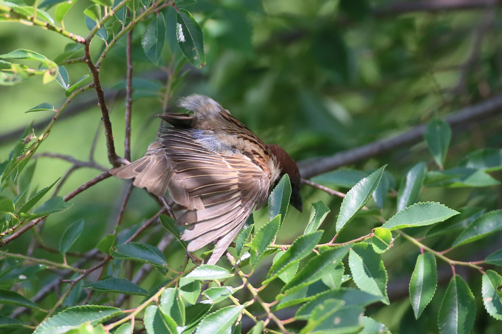 羽の乾かし方その3